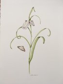 Fritilaria and moth