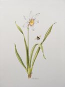 Narcissi and Bumble bee