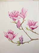 Pink Magnolia