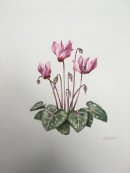 Cyclamen