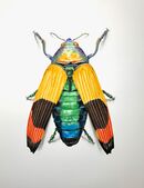 Jewel beetle