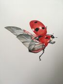 Ladybird watercolour