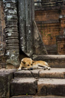 Pre Rup Dog