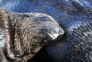 South African Fur Seals
