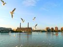 Seagulls, Battersea