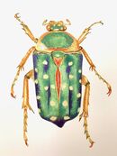 Spotted flower chafer