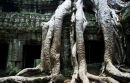 Ta Prohm Temple 2