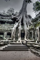Ta Prohm Temple 5