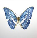Blue Morpho butterfly