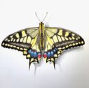Swallowtail butterfly