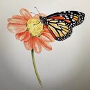 Monarch butterfly