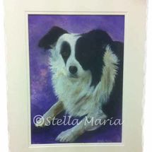 Shep shep our collie dog by stella maria art solihull