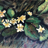 Primroses