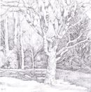 Westonbirt shadows - sold
