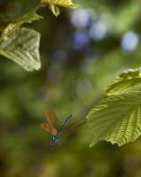 BEAUTIFUL DEMOISELLE