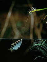 ARCHER FISH