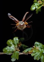 COCKCHAFER or MAYBUG