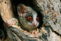 BUSHBABY