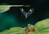 SKELETON BUTTERFLY