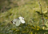 LARGE CABBAGE WHITE