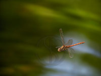COMMON DARTER