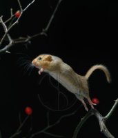 LEAPING DORMOUSE