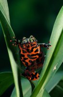 FIRE-BELLIED TOAD