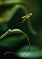 RHODODENRON LEAFHOPPER