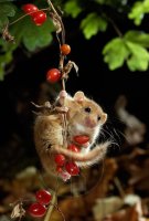 DORMOUSE