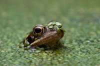 COMMON FROG