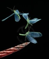 GREEN LACEWING FLY