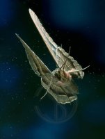 BLACK WITCH MOTH