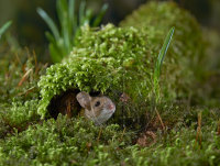 WOOD MOUSE