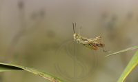 GRASSHOPPER