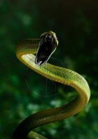 GREEN RAT SNAKE