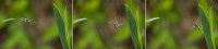 JUMPING SPIDER