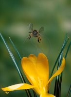 08 Honeybee over Crocus