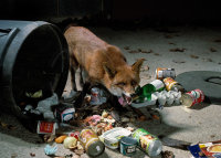 RED FOX raiding dustbin
