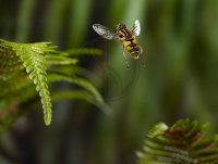 TIGER HOVERFLY