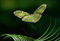 GREEN HELICONID