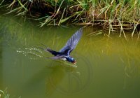 SWALLOW DRINKING