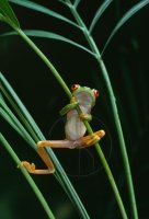 RED-EYED TREE FROG