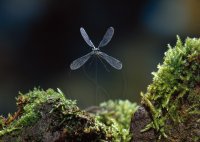 EMERALD DAMSELFLY