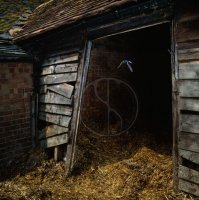 SWALLOW leaving stable