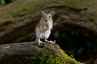 YELLOW-NECKED MOUSE