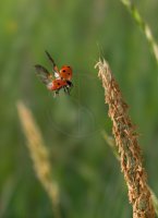 7-SPOT LADYBIRD