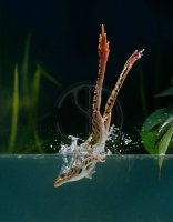 LEOPARD FROG diving