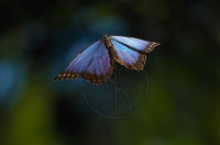 MORPHO BUTTERFLY