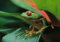 RED-EYED TREE FROG