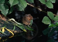 WATER VOLE